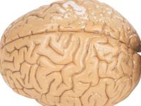 Original illustration accompanying Simply Introducing NLP: a close view of a brain model.